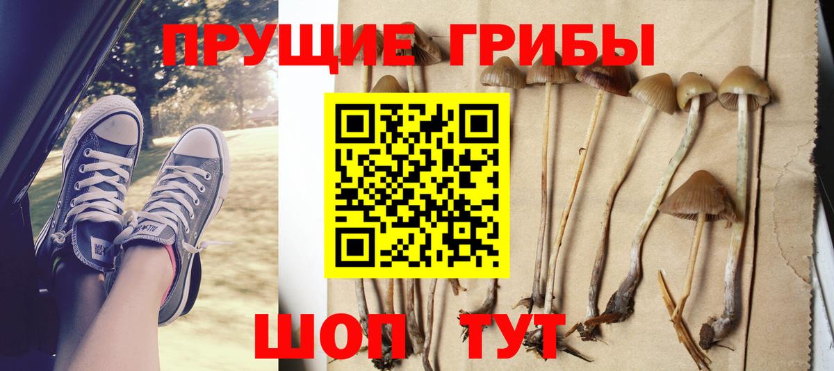 Галлюциногенные грибы Psilocybe  Вязьма  где найти   Псилоцибиновые грибы Psilocybe 